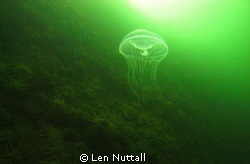 Sea and Sea DX-G1 with one YS 110A Strobe...F8/200 ISO 20... by Len Nuttall 